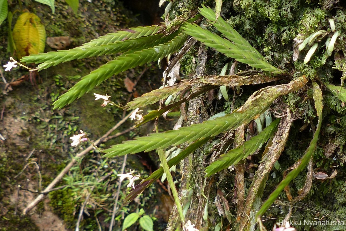 Podochilus sp.